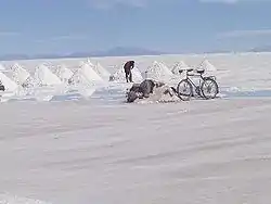 A farmer is digging salt on the Salar de Uyuni