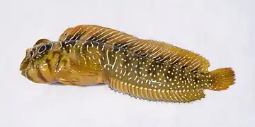 Salaria pavo