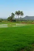 View of Saligao field.