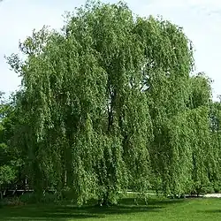 Willow tree