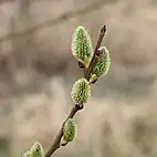 female and male catkins of Salix caprea