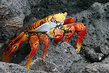 Image 5Grapsus grapsus, a terrestrial crab (from Malacostraca)