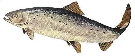 Diadromous fish (Atlantic salmon)