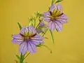 S. sinuata : close-up of pale purple-flowered form.