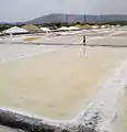 Salt Pan, Wadala East