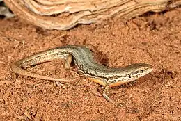 Saltbush skink, pictured with fire-tail markings covering ventral edges