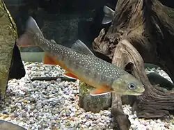 A juvenile Arctic char