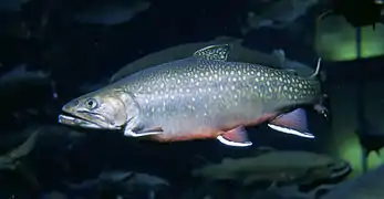 Image 14The brook trout is native to small streams, creeks, lakes, and spring ponds. (from River ecosystem)