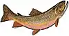 Brook trout