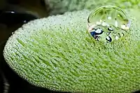 The complex hairy surface of the floating fern Salvinia, related to the lotus effect, led Barthlott in 1994 to the discovery of the physically complex Salvinia effect. It can be technically applied for passive air lubrication in ship hull or for oil-water-separation