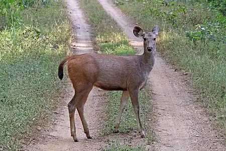 female