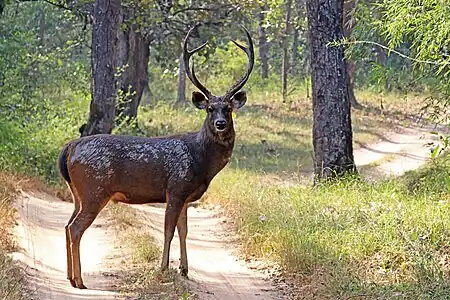 male