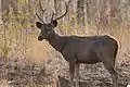 Sambar deer