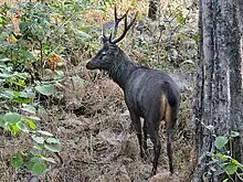 Sambar deer