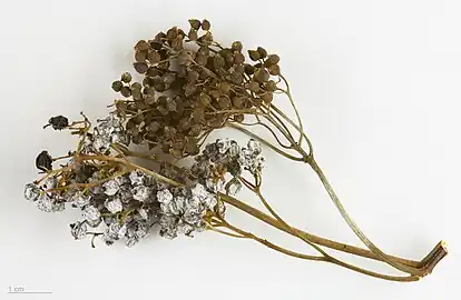 Dried branch, Muséum de Toulouse