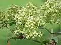 Sambucus racemosa flowers