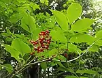 Mature red fruits