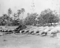 Salvaged guns from the wrecked American ships at Apia