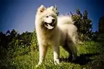 Samoyed