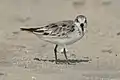 Sanderling on the island of Amrum, Schleswig-Holstein