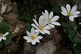 Sanguinaria canadensis L. — Bloodroot