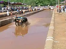 Two water buffalo being driven by a man