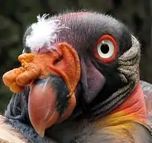 King vulture