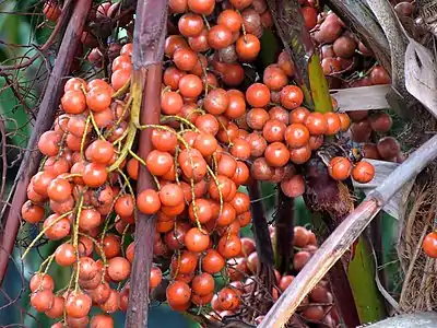 Saribus rotundifolius developing fruit