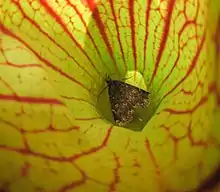 Moth, Idia lubricalis in Sarracenia purpurea.