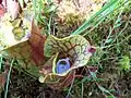 Purple pitcher plant