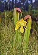 Sarracenia minor var. okefenokeensis at Okefenokee Swamp Park, Waycross, Georgia