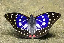 Great purple emperor