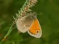 Coenonympha pamphilus