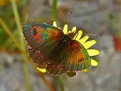 Erebia cassioides arvernensis