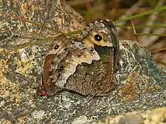 mating - female on the right