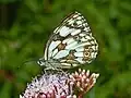 Melanargia galathea, lateral view