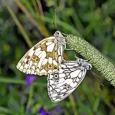 Mating