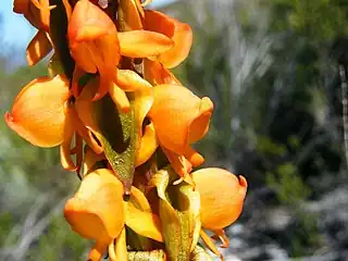 Details of inflorescence