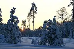 Saueaugu bog in winter in Nõmmeri