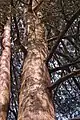 Central trunk of a tree