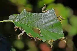 Nematus miliaris