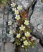 Flowers of Micranthes merkii