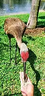 A human feeding a sandhill crane, a docile and gentle bird