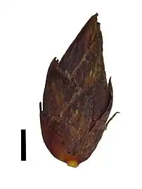 Spikelet(black scale bar represents 1 mm)