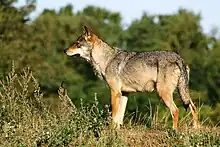 Wolves are scarce and shy