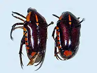 Gnathocera trivittata costata