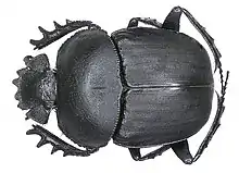 Scarabaeus ambiguus