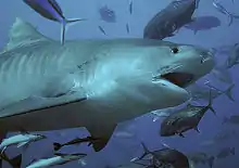 The tiger shark ranks as the second most fatal in unprovoked attacks