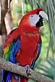 Scarlet macaw