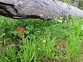 Castilleja miniata subsp. dixonii in British Columbia